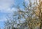 Autumn scene of a tree with yellow apples. An apple tree on the blue sky in a sunny day