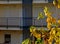 autumn scene with yellow tree branch and residential building open corridor behind