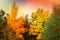 Autumn scenery background