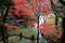 Autumn scenery of beautiful Koishikawa Korakuen Park, a famous traditional Japanese Garden in Tokyo, Japan, with a paved pathway