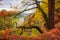 Autumn scenery with curved tree on the edge, Elbe Sandstone mountains and Elbe valley. Saxon Switzerland, Germany