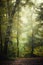 Autumn scenery, deciduous forest. Blurred image