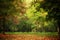 Autumn scenery, deciduous forest. Blurred image