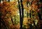 Autumn scenery, deciduous forest. Soft selective focus
