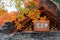 Autumn scenery of fiery maple foliage over the thatched roof