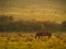 Autumn scenery with horses feeding and trees with orange and yellow foliage at sunset in Altringen, Timis County, Romania