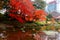 Autumn scenery of maple trees with fiery leaves reflected in the quiet water of a pond in Koishikawa Korakuen