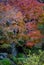 Autumn scenery at the park in Kanazawa, Japan