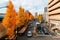 Autumn scenery of a street in Tokyo Downtown, with rows of golden Ginkgo trees  Gingko or Maidenhair  lining up on the roadsides