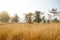 Autumn scenery with stubble-field.