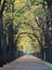 Autumn scenery of a tree-lined road with yellowing leaves.