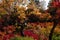 Autumn Scenery of Tsutenkyo Bridge in Tofukuji Temple