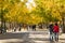 Autumn scenery, yellow Ginkgo biloba leaves, ginkgo Avenue