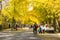 Autumn scenery, yellow Ginkgo biloba leaves, ginkgo Avenue