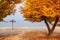 Autumn scenery with yellow leaves on trees on empty sandy beach