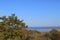 Autumn seascape with oak