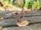 Autumn season . Asian forest. Dried leaves . Forest photography . Leaf photography