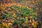 Autumn Season Background, Aerial View of Maple Trees Changing Color, Quebec, Canada
