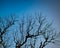 Autumn season blue sky leaves fallen from old tree