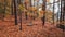 Autumn season. Colorful leaves blown in the wind. Swaying branches. Shot made with tripod