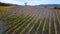 Autumn season, flight over rows of yellow vineyards in the Chianti Classico area near Radda in Chianti, Tuscany, Italy