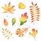 Autumn season forest leafage watercolor raster illustrations set