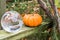 Autumn season outdoor still life with pumpkin and glass globe.