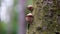 .autumn season for picking forest edible mushrooms
