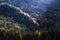 Autumn season theme. Detail of coloured forest. Garmisch Partenkirchen, Bavaria, Germany