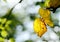 Autumn seasonal backdrop. Yellow leaves of apple tree on a bokeh background.