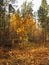 Autumn seasonal background. Golden birches on the background of evergreen coniferous trees