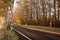 Autumn seasonal colourful scenery with street which leads into the fog