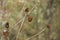 Autumn seeded prairie flowers