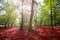 Autumn Selva de Irati beech jungle in Navarra Pyrenees Spain