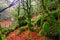 Autumn Selva de Irati beech jungle in Navarra Pyrenees Spain