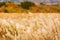 Autumn at Sengokuhara Pampas Grass Fields