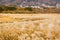 Autumn at Sengokuhara Pampas Grass Fields