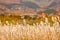 Autumn at Sengokuhara Pampas Grass Fields