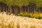 Autumn at Sengokuhara Pampas Grass Fields