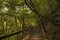 Autumn September forest nature photography landscape dirt trail path way between trees fence