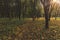 Autumn September forest nature scenic view with falling leaves orange and green ground cover and sun light beam through bare