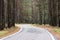 Autumn serene landscape. Empty curved road in pine forest