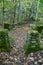 Autumn Serenity on Little River Trail, Smoky Mountains - Peaceful Woodland Path