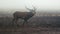 Autumn Serenity: Majestic Deer Roar in Early Morning Mist