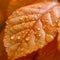 Autumn serenity raindrops gracefully adorning an orange leaf close up