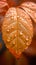 Autumn serenity raindrops gracefully adorning an orange leaf close up