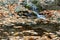 Autumn Serenity: A Small Waterfall Amidst Rocks, Covered with a Blanket of Fallen Leaves