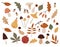 Autumn set, hand drawn elements. Botanical leaves, flowers, berries,mushrooms, trees.Seasonal banner. September fall