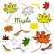 autumn set of outline ink and colored maple leaves and seeds. engraved maple leaves and seeds. hand drawn illustration of various