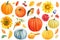 Autumn set, pumpkins, flowers, sunflowers, dahlia, yellow leaves, berries, birds, white background, watercolor